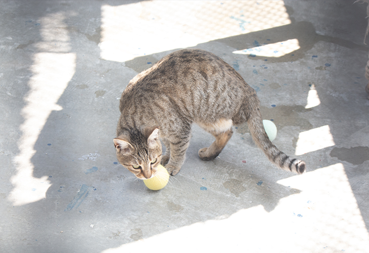 Cat playing with felt toy